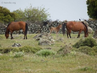 nejzapadnejsi-asie-41132-kone